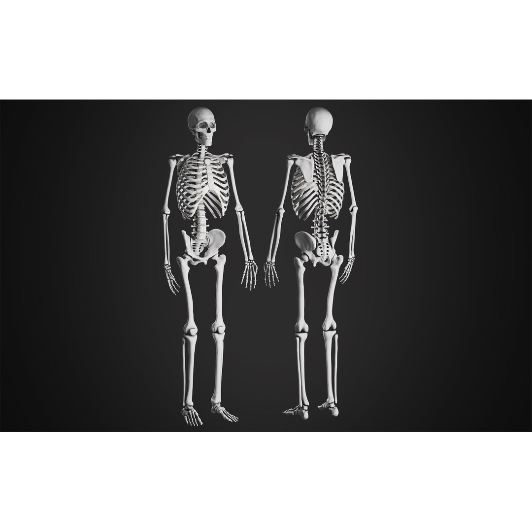 Anatomical Male Skeleton 3D Model – High Poly ZBrush Character, FBX - View 7