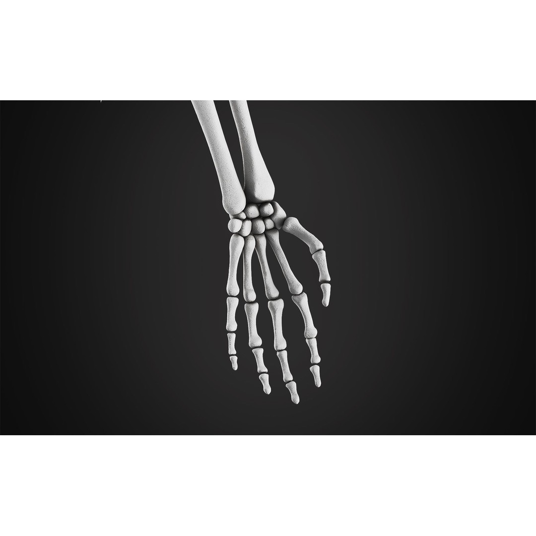 Anatomical Male Skeleton 3D Model – High Poly ZBrush Character, FBX - View 9