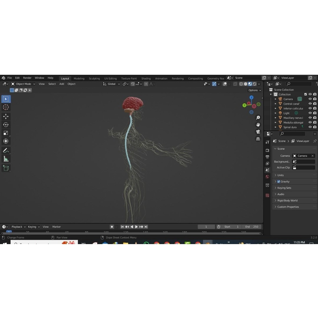 Nervous System 3D Model – High Poly Medical Anatomy, FBX & OBJ Formats