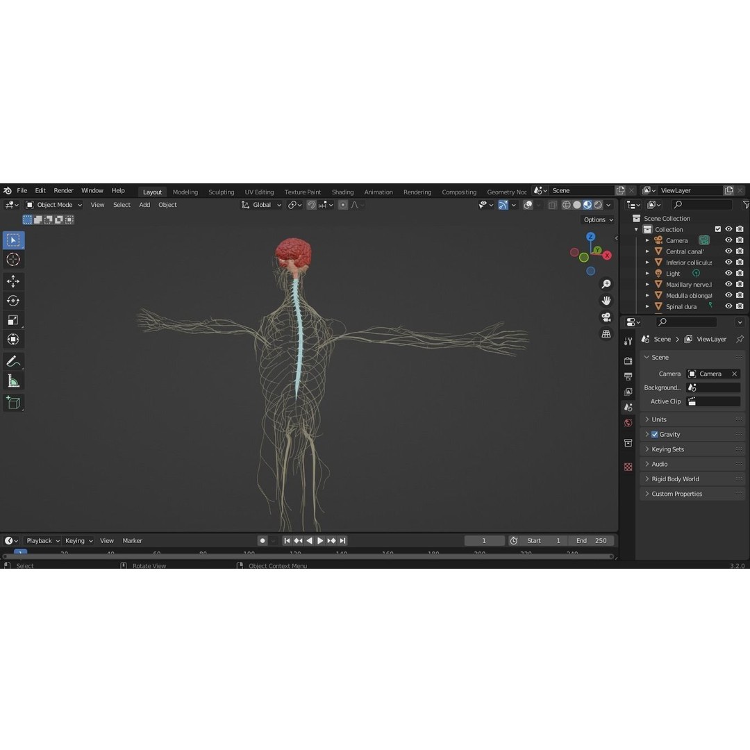 Nervous System 3D Model – High Poly Medical Anatomy, FBX & OBJ Formats - View 10