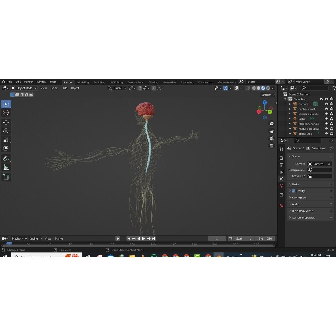 Nervous System 3D Model – High Poly Medical Anatomy, FBX & OBJ Formats - View 11