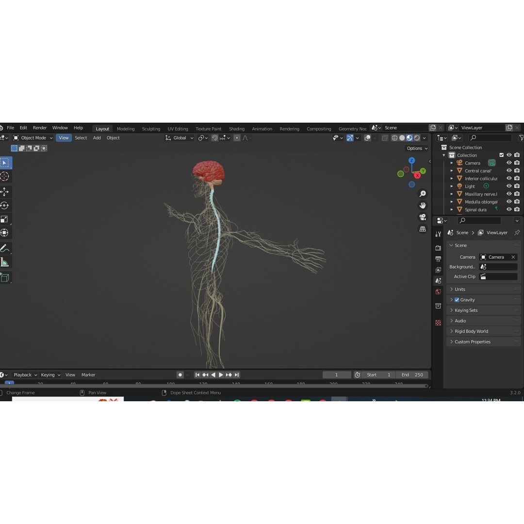 Nervous System 3D Model – High Poly Medical Anatomy, FBX & OBJ Formats - View 12