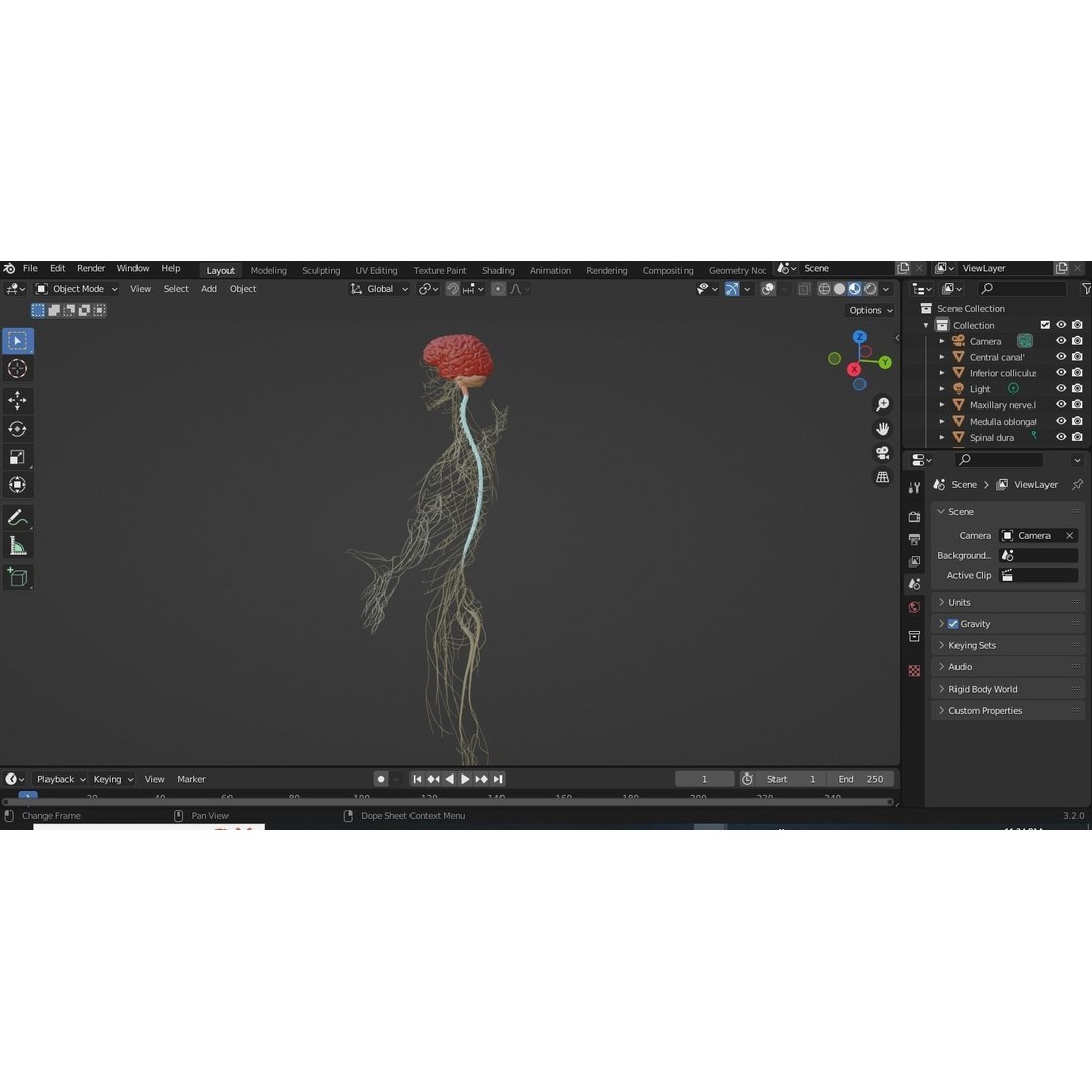 Nervous System 3D Model – High Poly Medical Anatomy, FBX & OBJ Formats - View 13