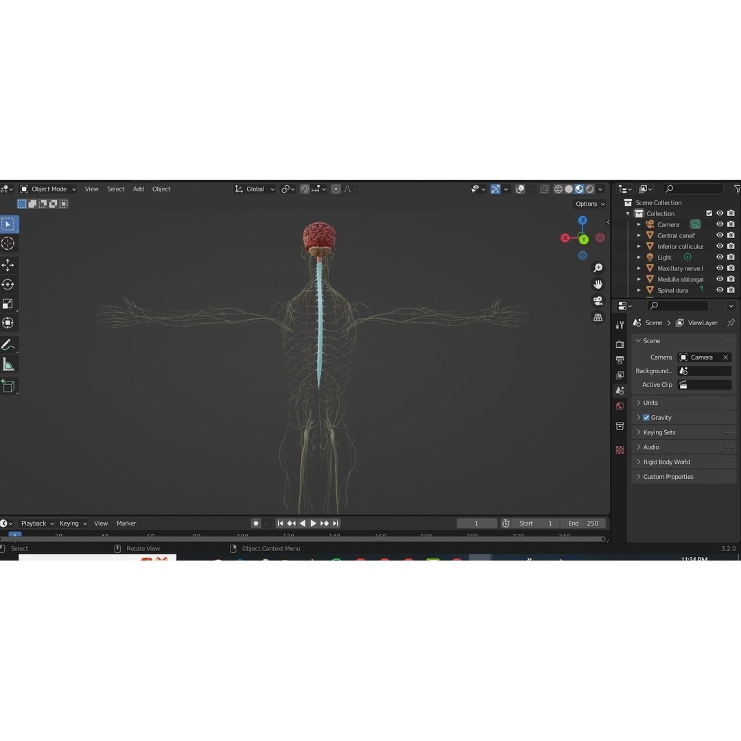 Nervous System 3D Model – High Poly Medical Anatomy, FBX & OBJ Formats - View 14