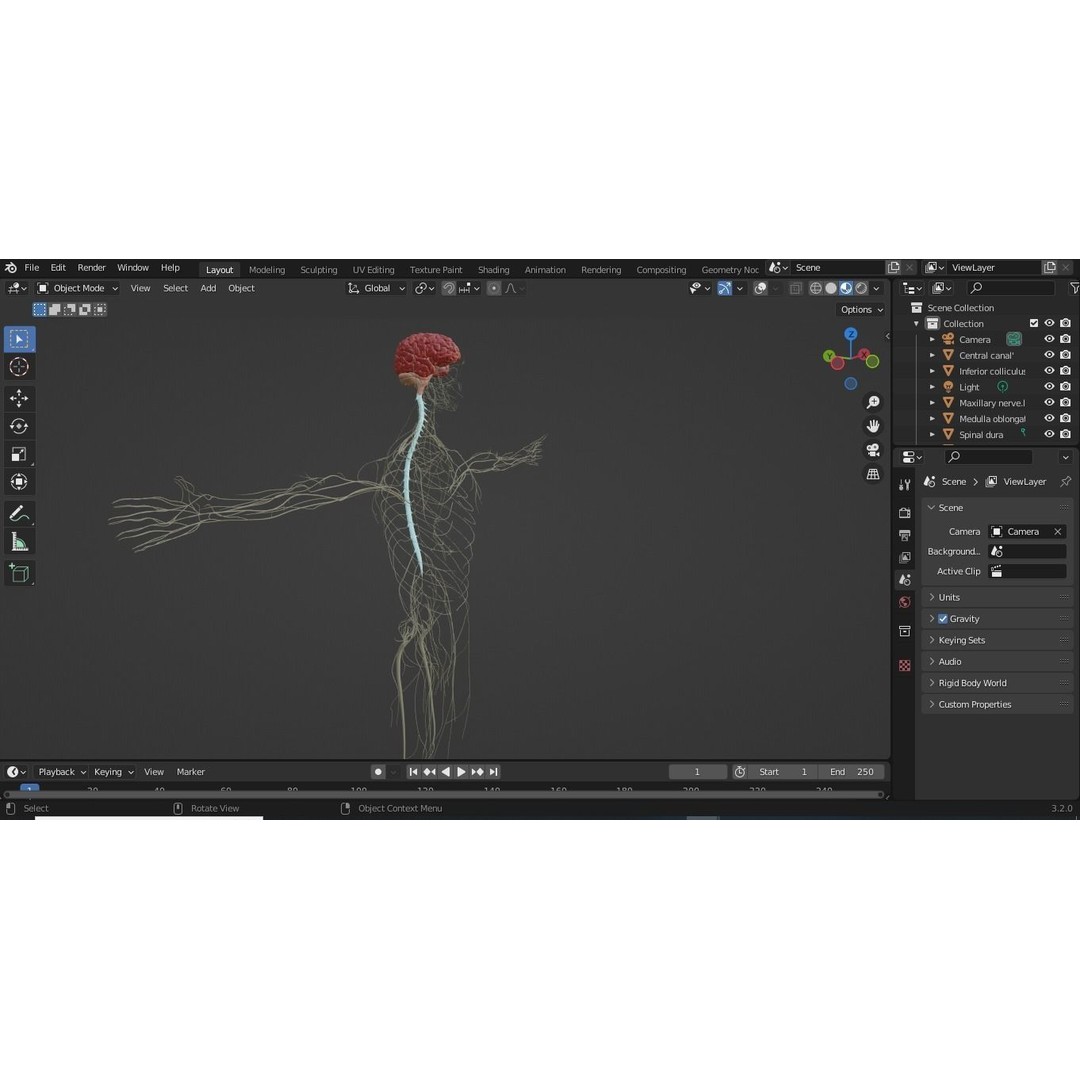 Nervous System 3D Model – High Poly Medical Anatomy, FBX & OBJ Formats - View 15