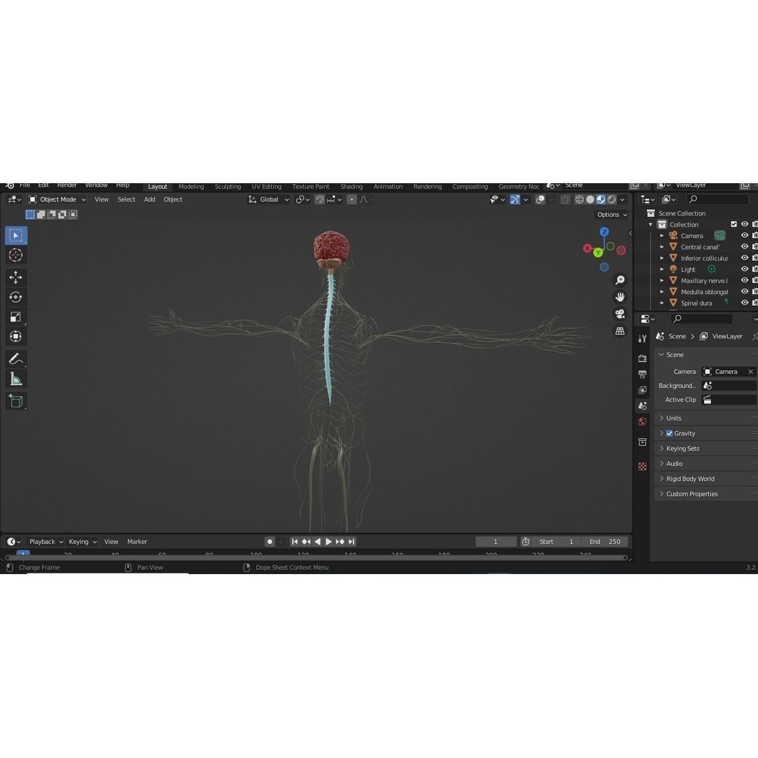 Nervous System 3D Model – High Poly Medical Anatomy, FBX & OBJ Formats - View 16
