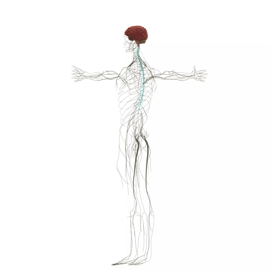 Nervous System 3D Model – High Poly Medical Anatomy, FBX & OBJ Formats - View 2
