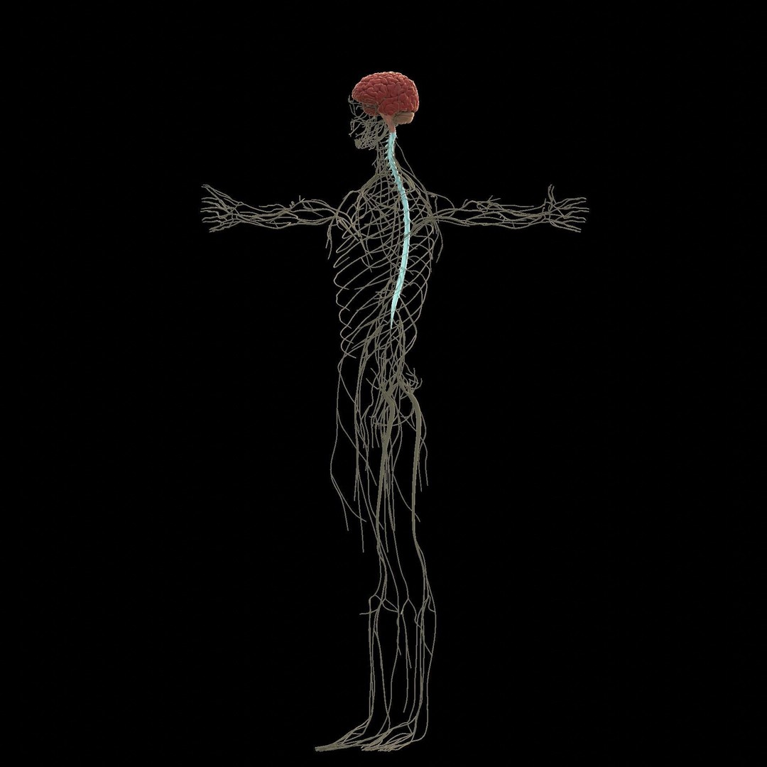 Nervous System 3D Model – High Poly Medical Anatomy, FBX & OBJ Formats - View 3