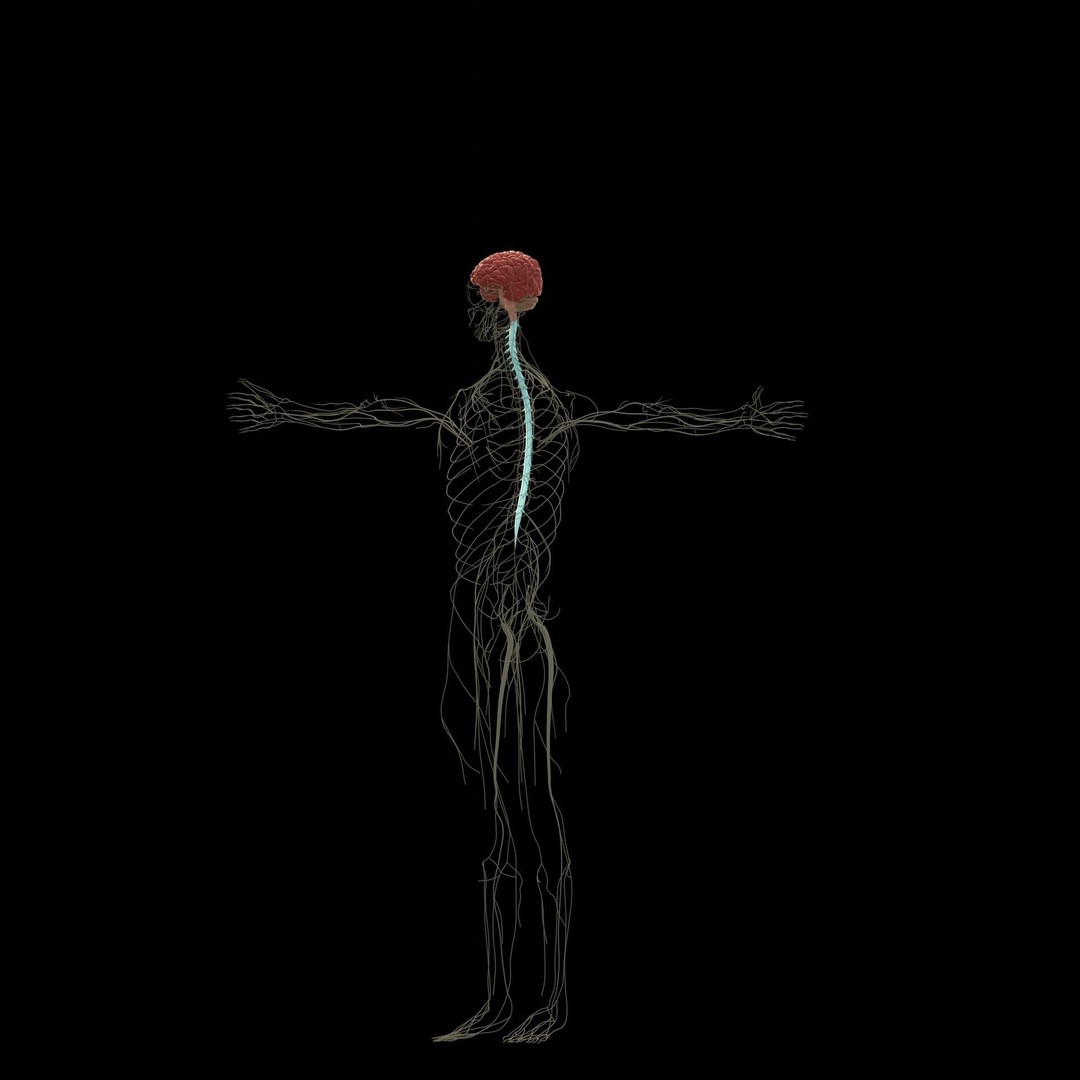 Nervous System 3D Model – High Poly Medical Anatomy, FBX & OBJ Formats - View 4