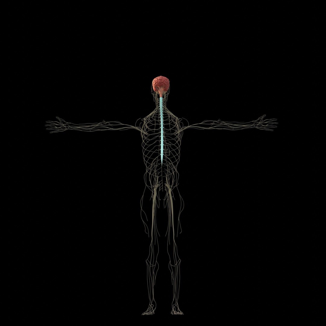 Nervous System 3D Model – High Poly Medical Anatomy, FBX & OBJ Formats - View 5