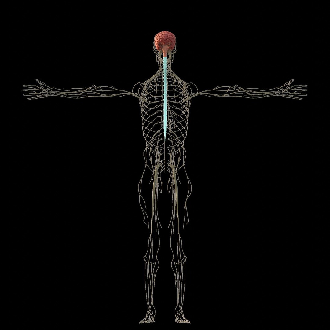 Nervous System 3D Model – High Poly Medical Anatomy, FBX & OBJ Formats - View 6