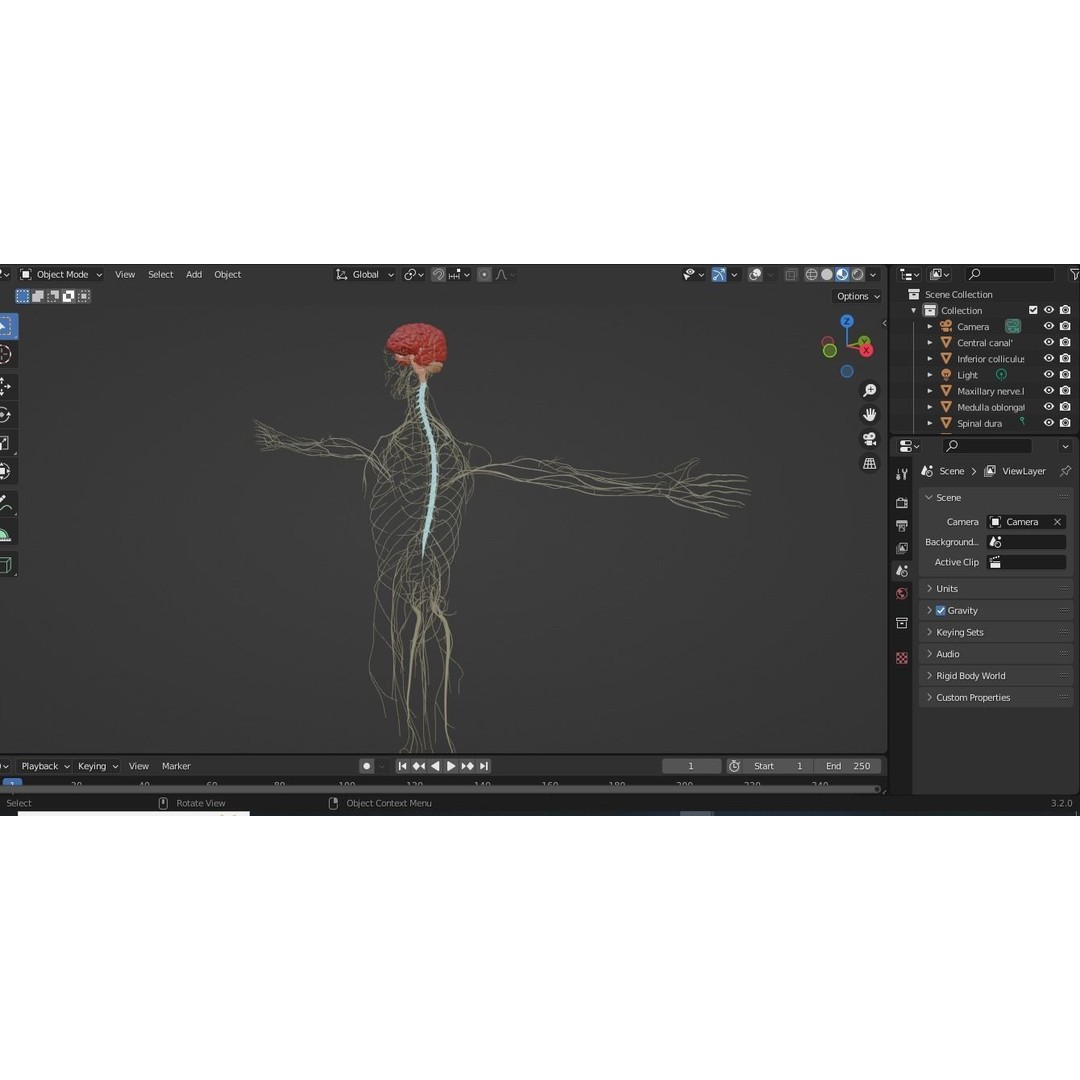 Nervous System 3D Model – High Poly Medical Anatomy, FBX & OBJ Formats - View 8