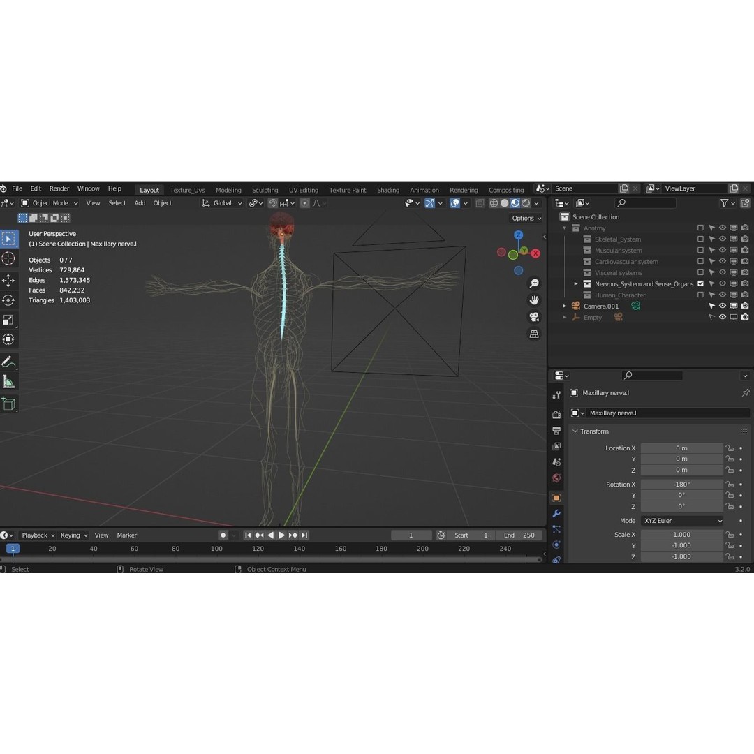 Nervous System 3D Model – High Poly Medical Anatomy, FBX & OBJ Formats - View 9