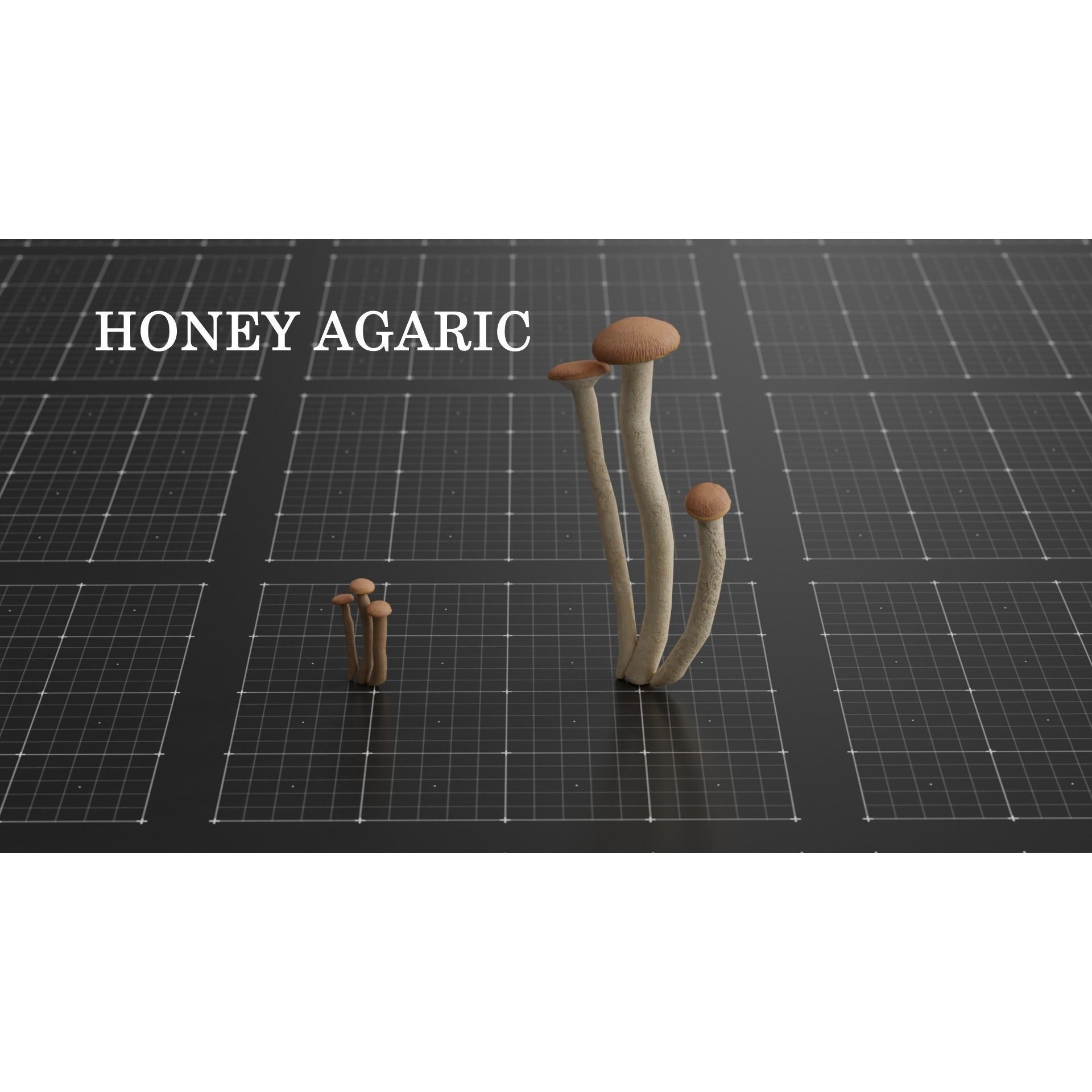 15 Species Mushrooms - Low-Poly Game-Ready 3D Model - View 15