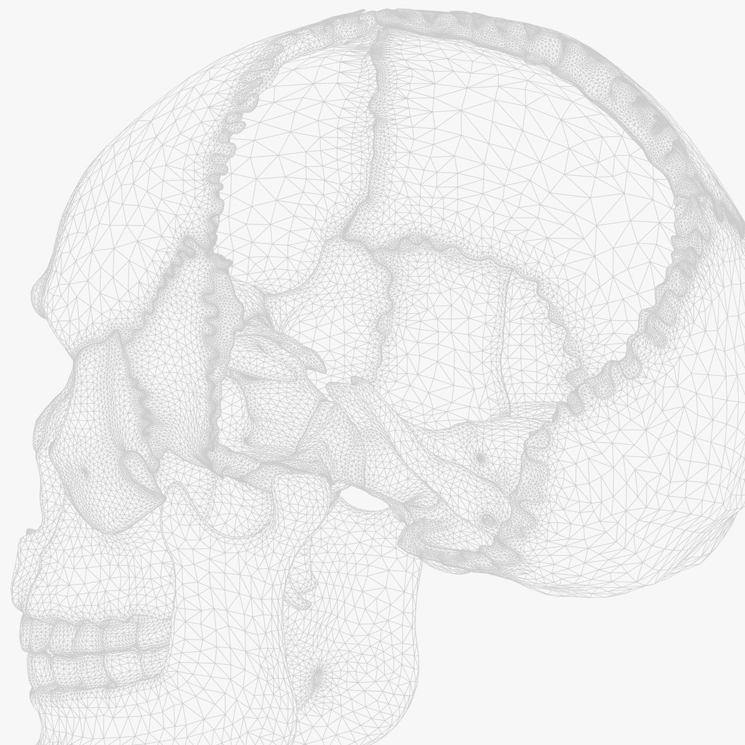 Human Skull Explode Anatomy Atlas 3D Model – High Poly PBR with Detailed Textures