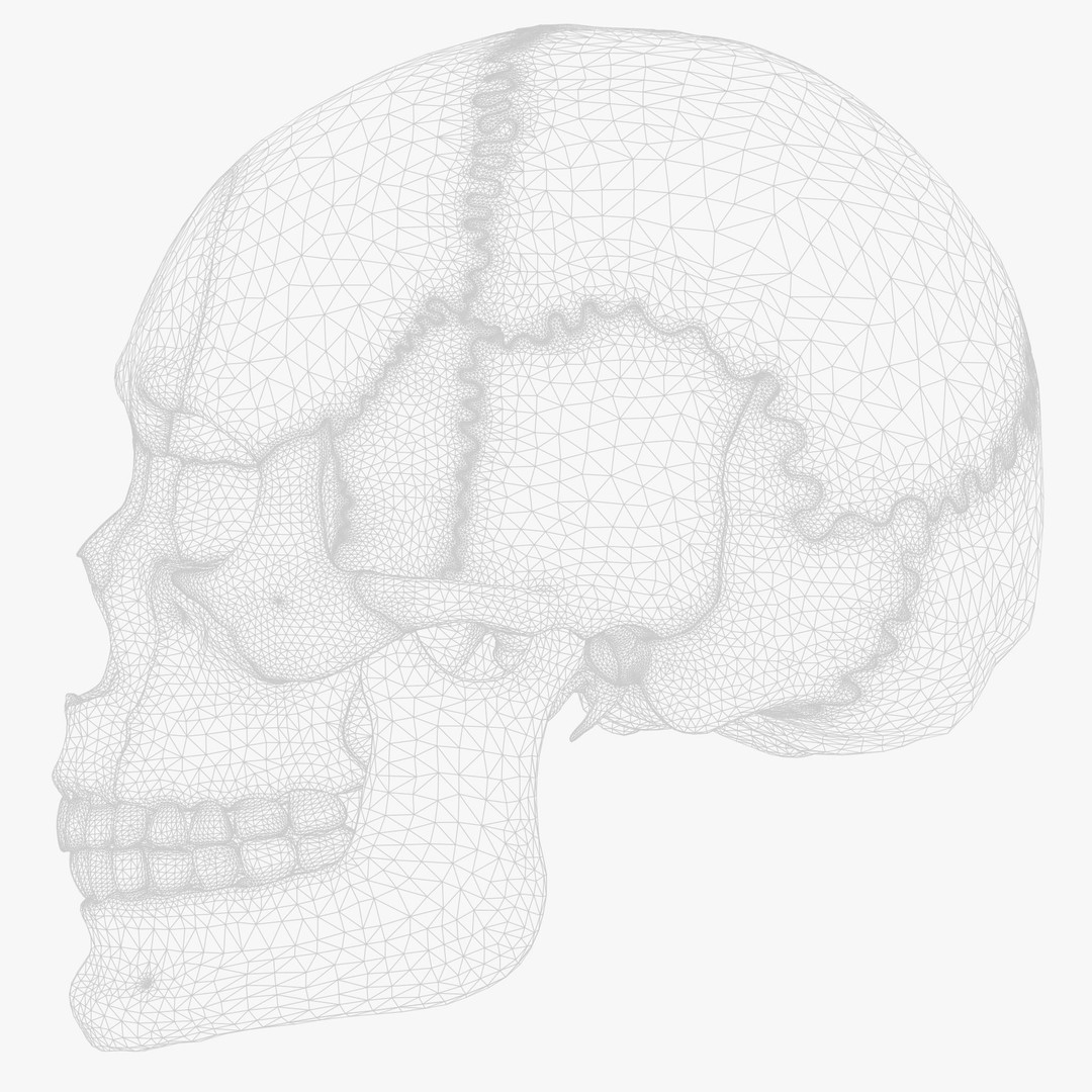 Human Skull Explode Anatomy Atlas 3D Model – High Poly PBR with Detailed Textures - View 11