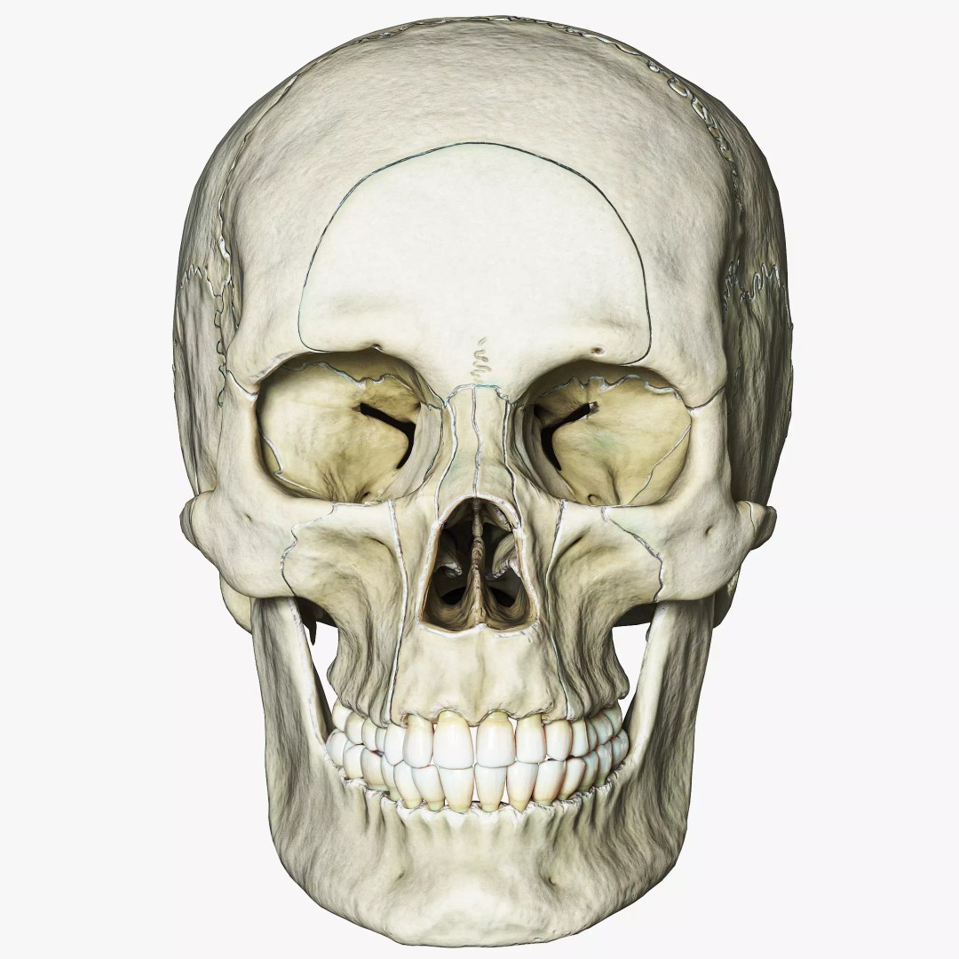 Human Skull Explode Anatomy Atlas 3D Model – High Poly PBR with Detailed Textures - View 2