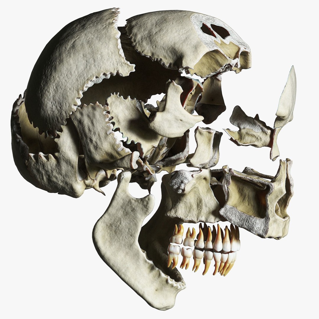 Human Skull Explode Anatomy Atlas 3D Model – High Poly PBR with Detailed Textures - View 3