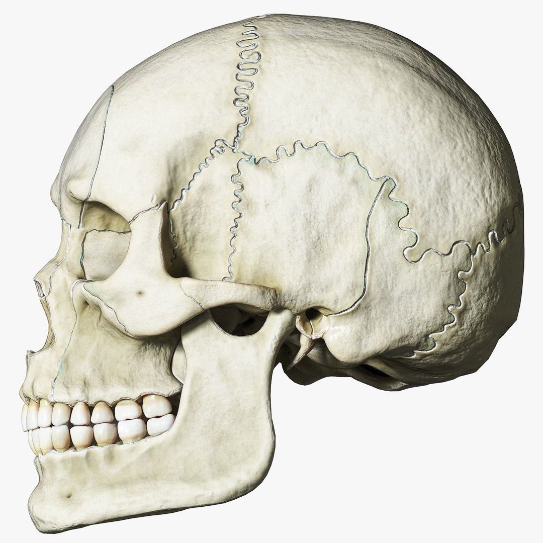Human Skull Explode Anatomy Atlas 3D Model – High Poly PBR with Detailed Textures - View 4