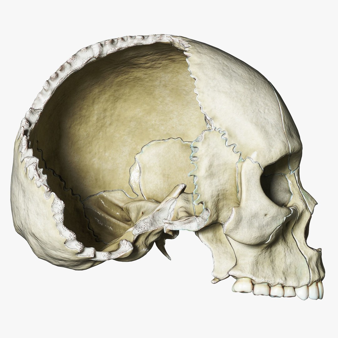 Human Skull Explode Anatomy Atlas 3D Model – High Poly PBR with Detailed Textures - View 5