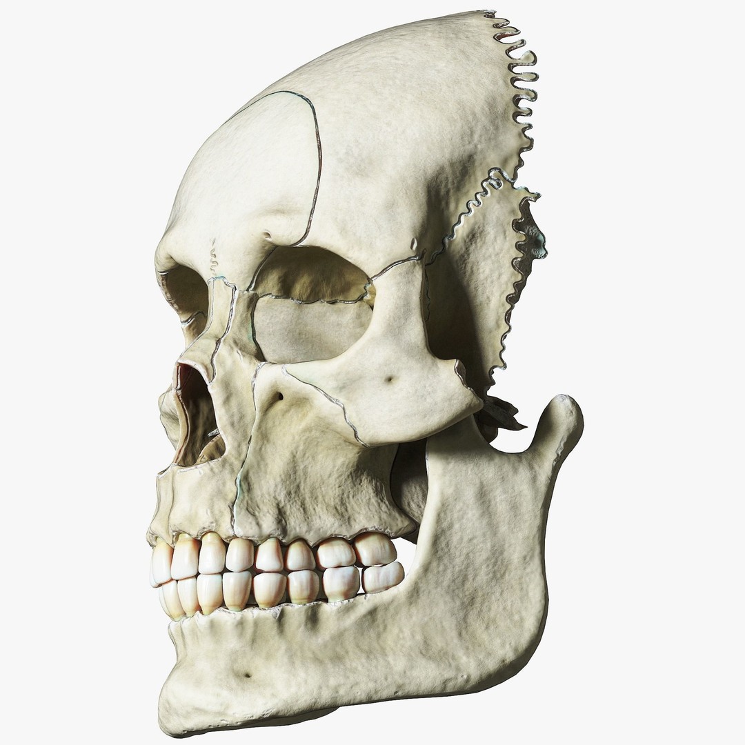 Human Skull Explode Anatomy Atlas 3D Model – High Poly PBR with Detailed Textures - View 6