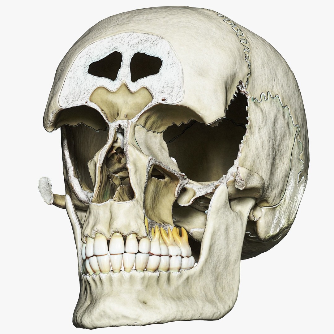 Human Skull Explode Anatomy Atlas 3D Model – High Poly PBR with Detailed Textures - View 7