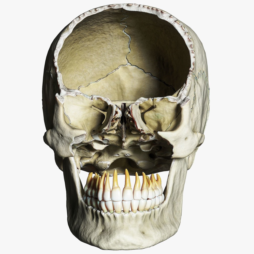 Human Skull Explode Anatomy Atlas 3D Model – High Poly PBR with Detailed Textures - View 8