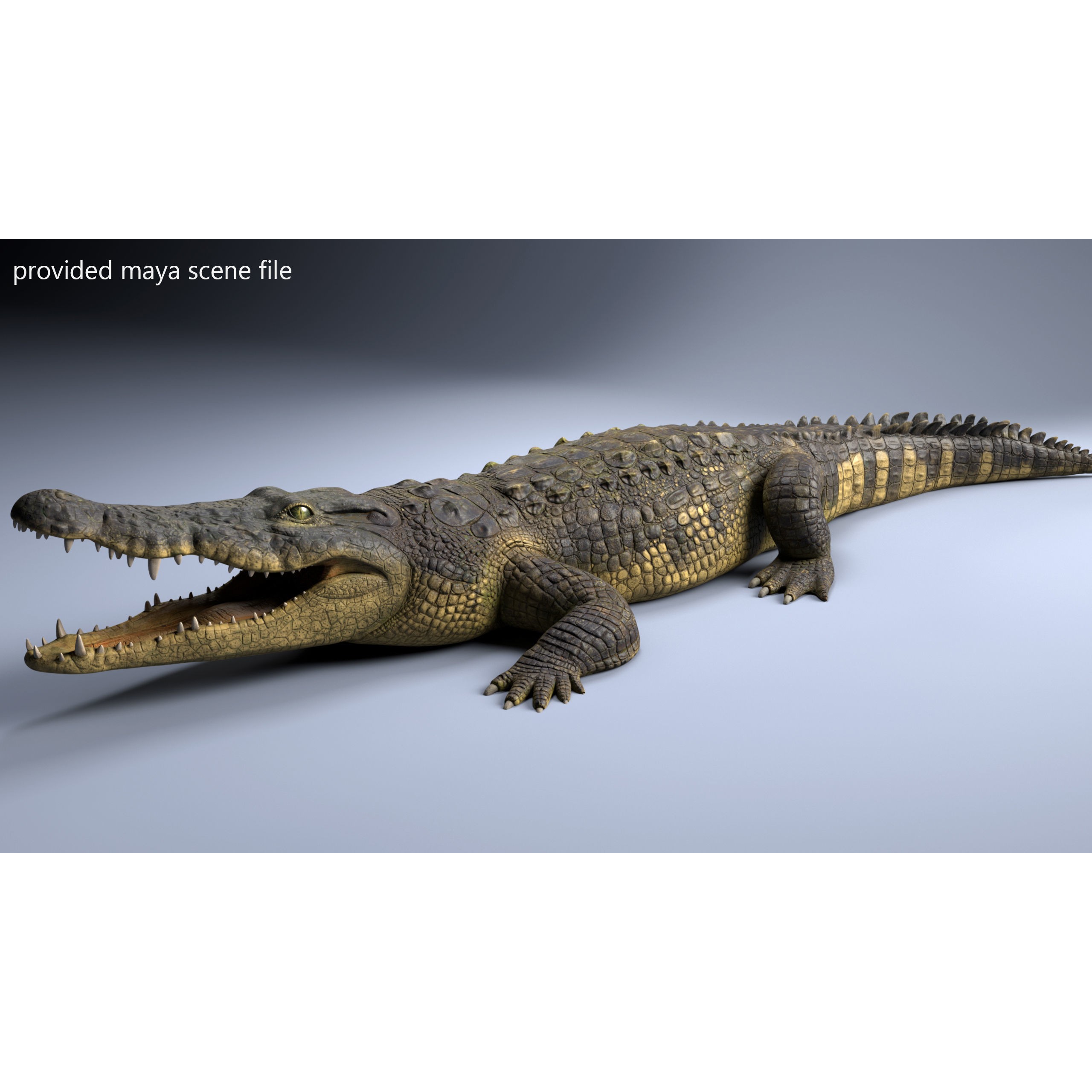 Realistic Crocodile Rig - Game-Ready 3D Model - View 11