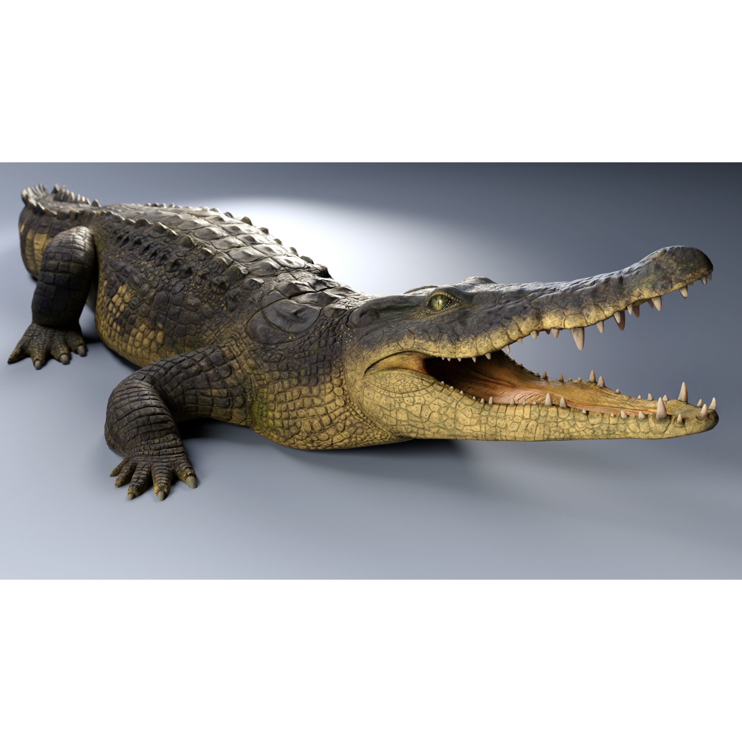 Realistic Crocodile Rig - Game-Ready 3D Model - View 12