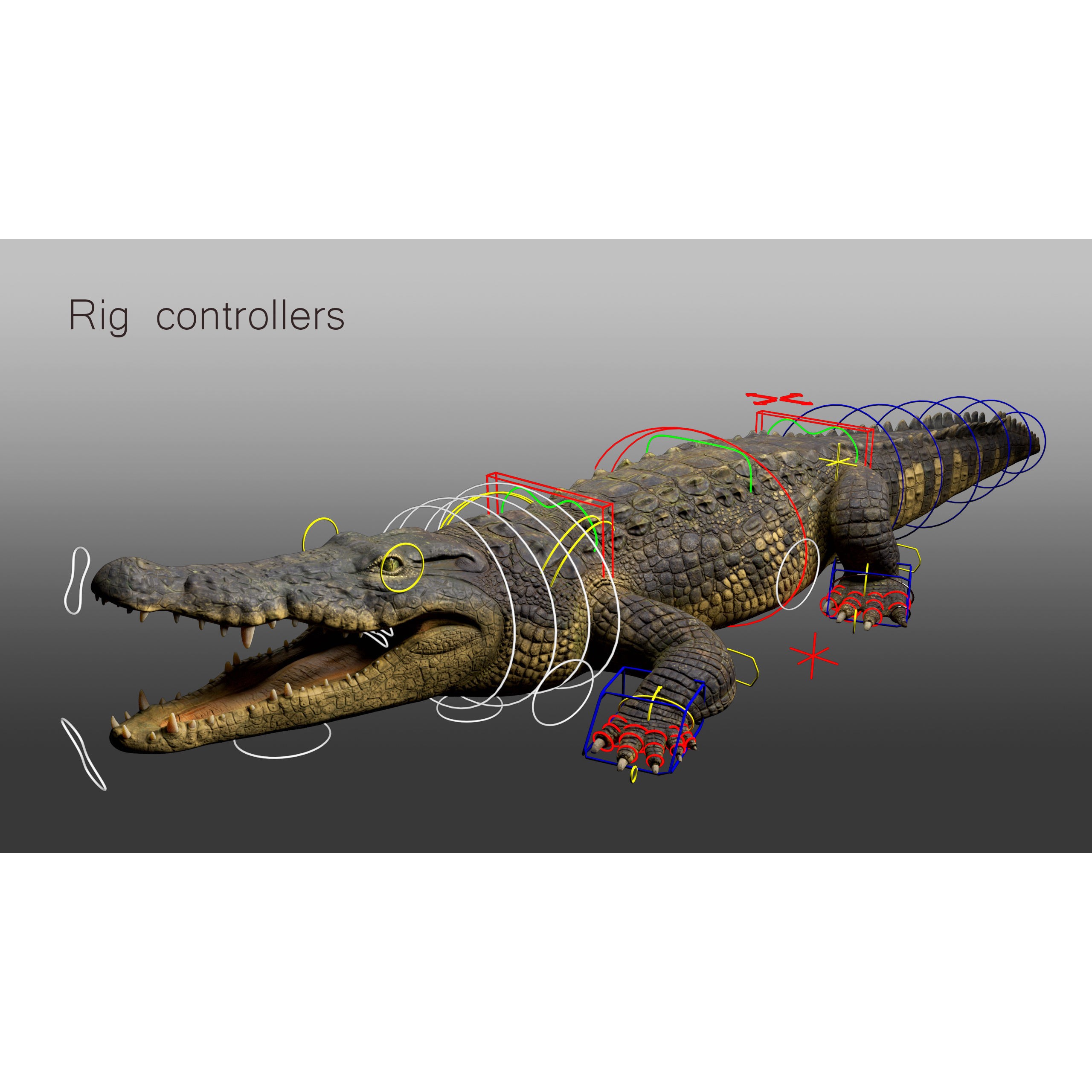 Realistic Crocodile Rig - Game-Ready 3D Model - View 13