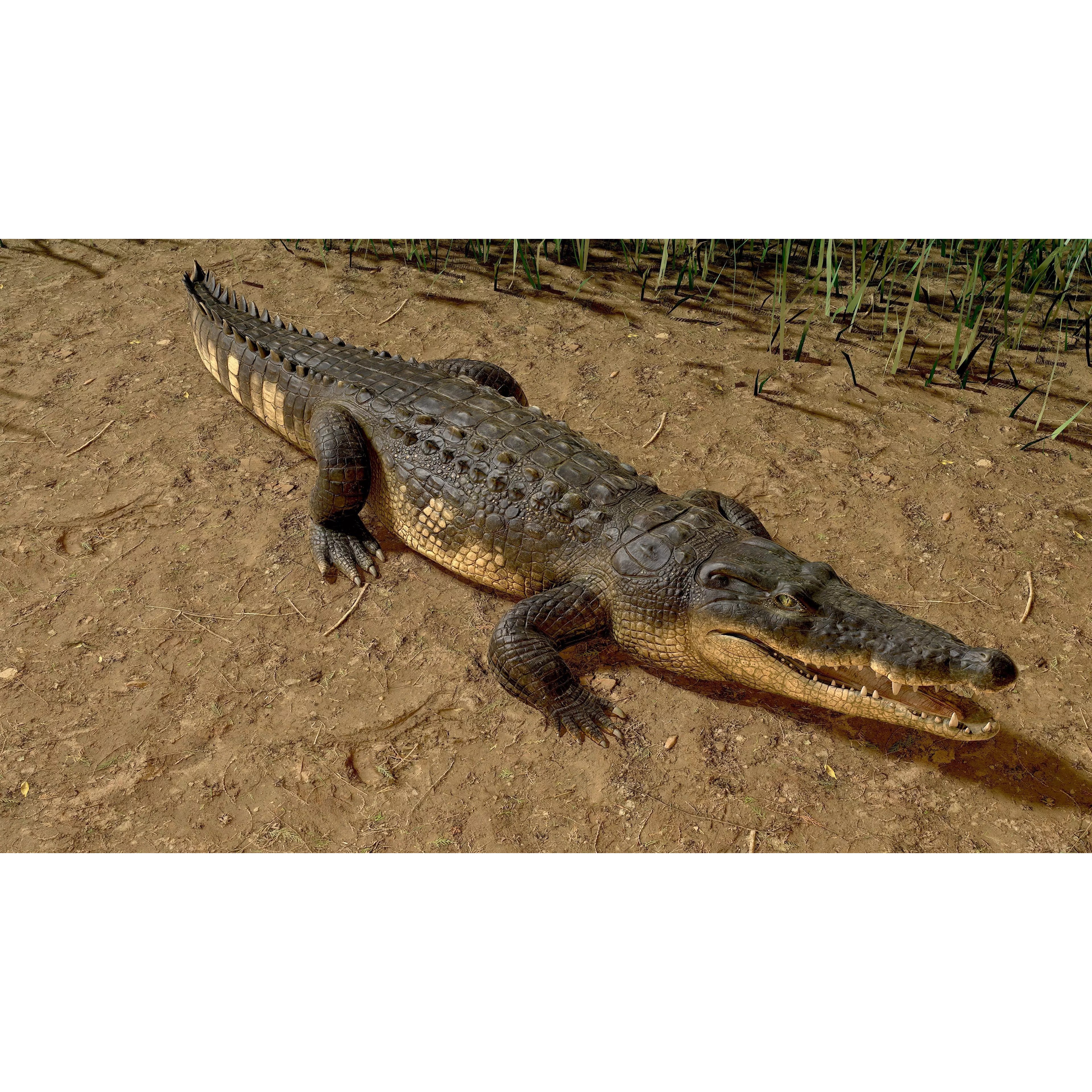 Realistic Crocodile Rig - Game-Ready 3D Model - View 2
