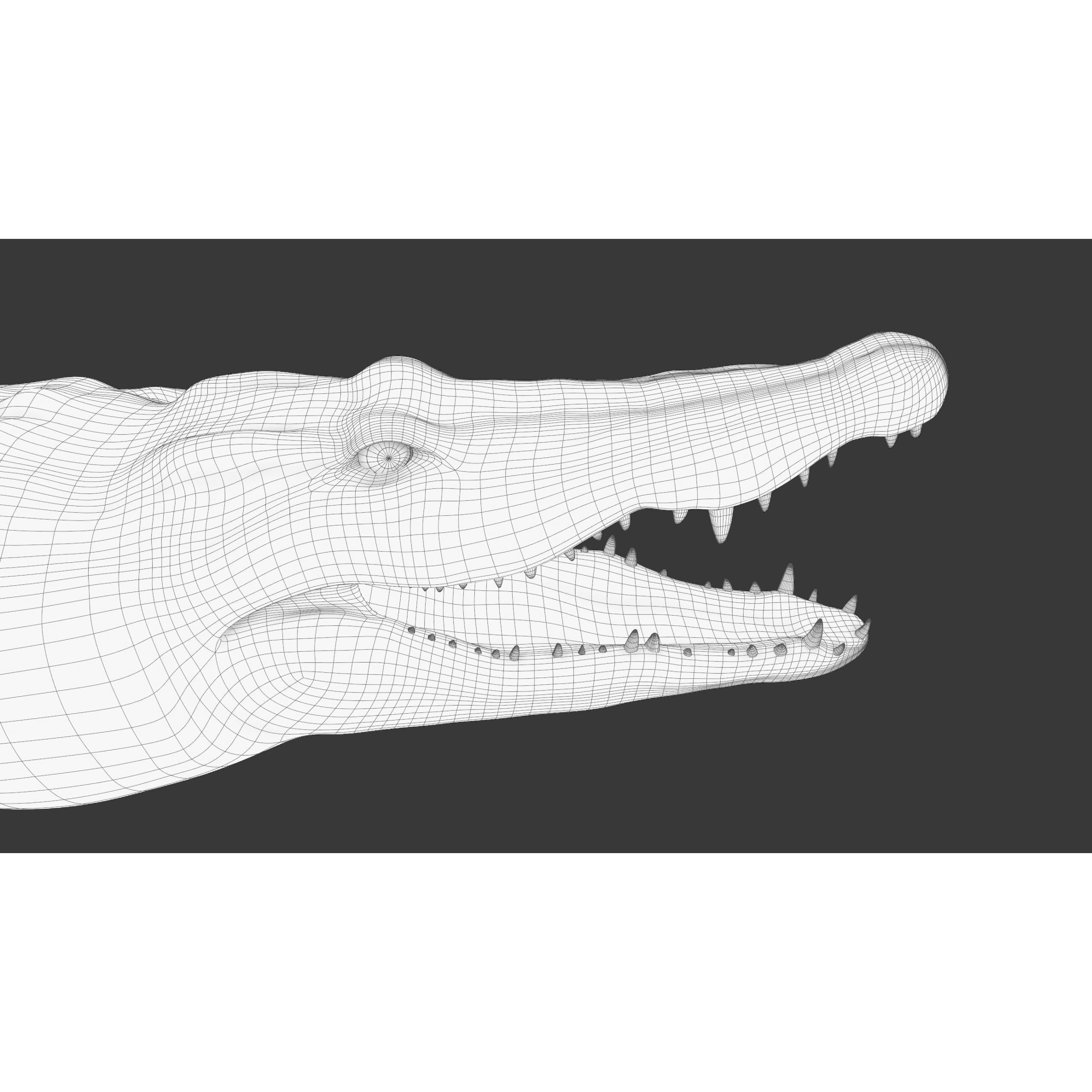 Realistic Crocodile Rig - Game-Ready 3D Model - View 23