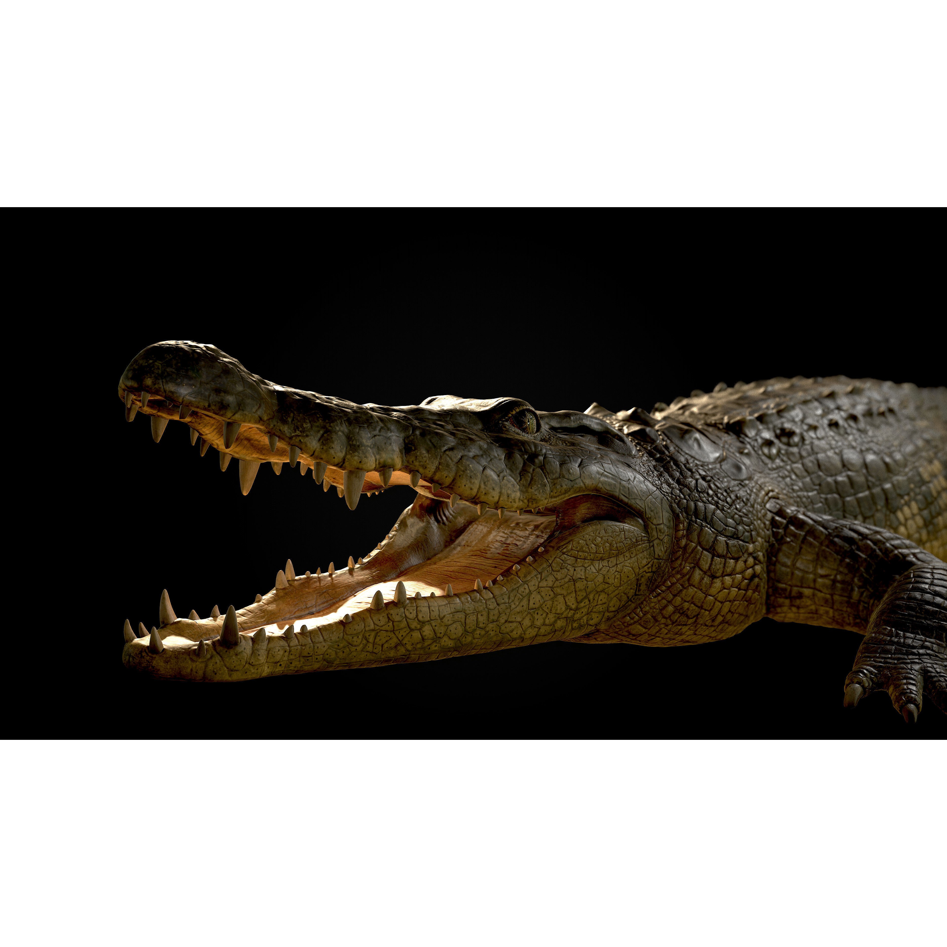 Realistic Crocodile Rig - Game-Ready 3D Model - View 4