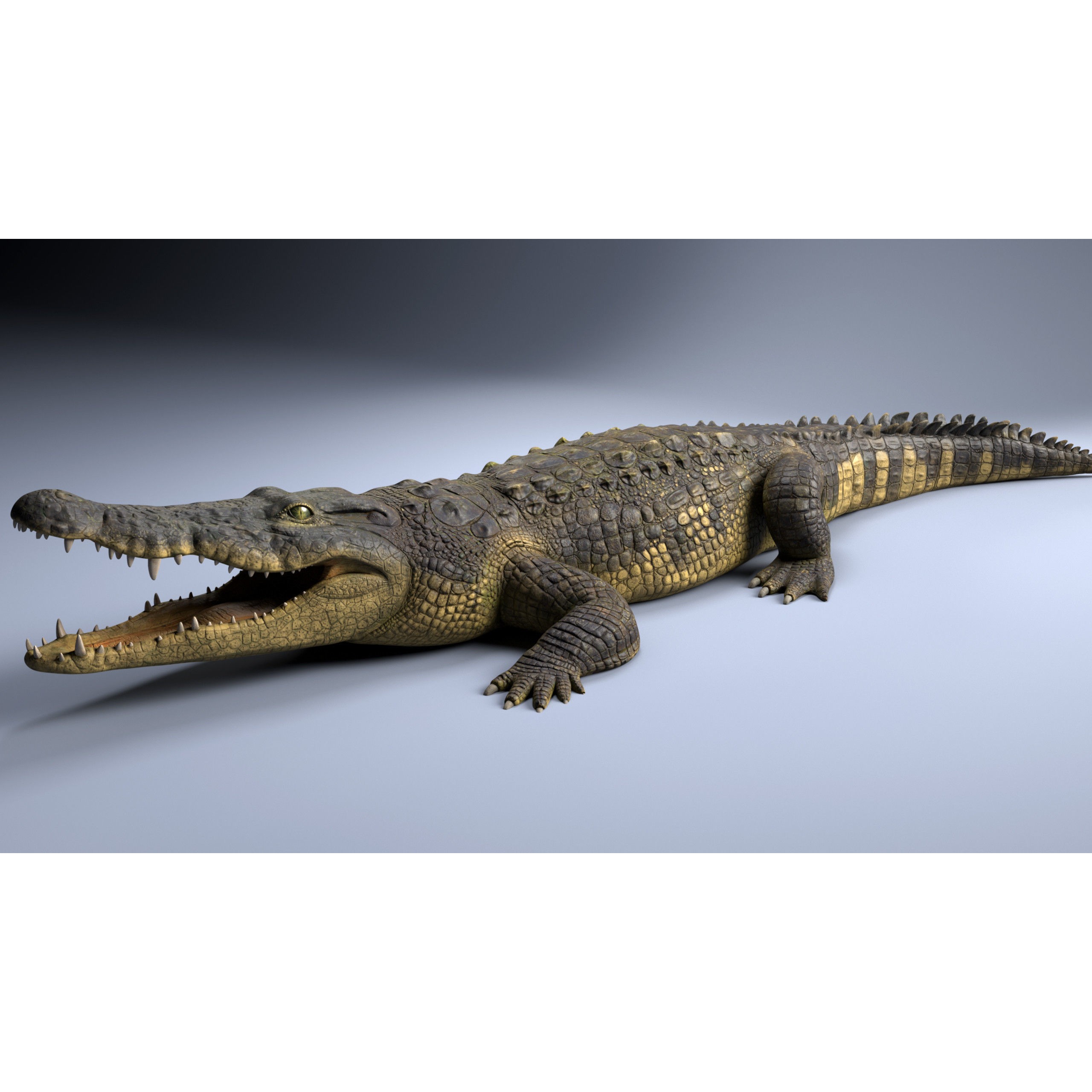 Realistic Crocodile Rig - Game-Ready 3D Model - View 6