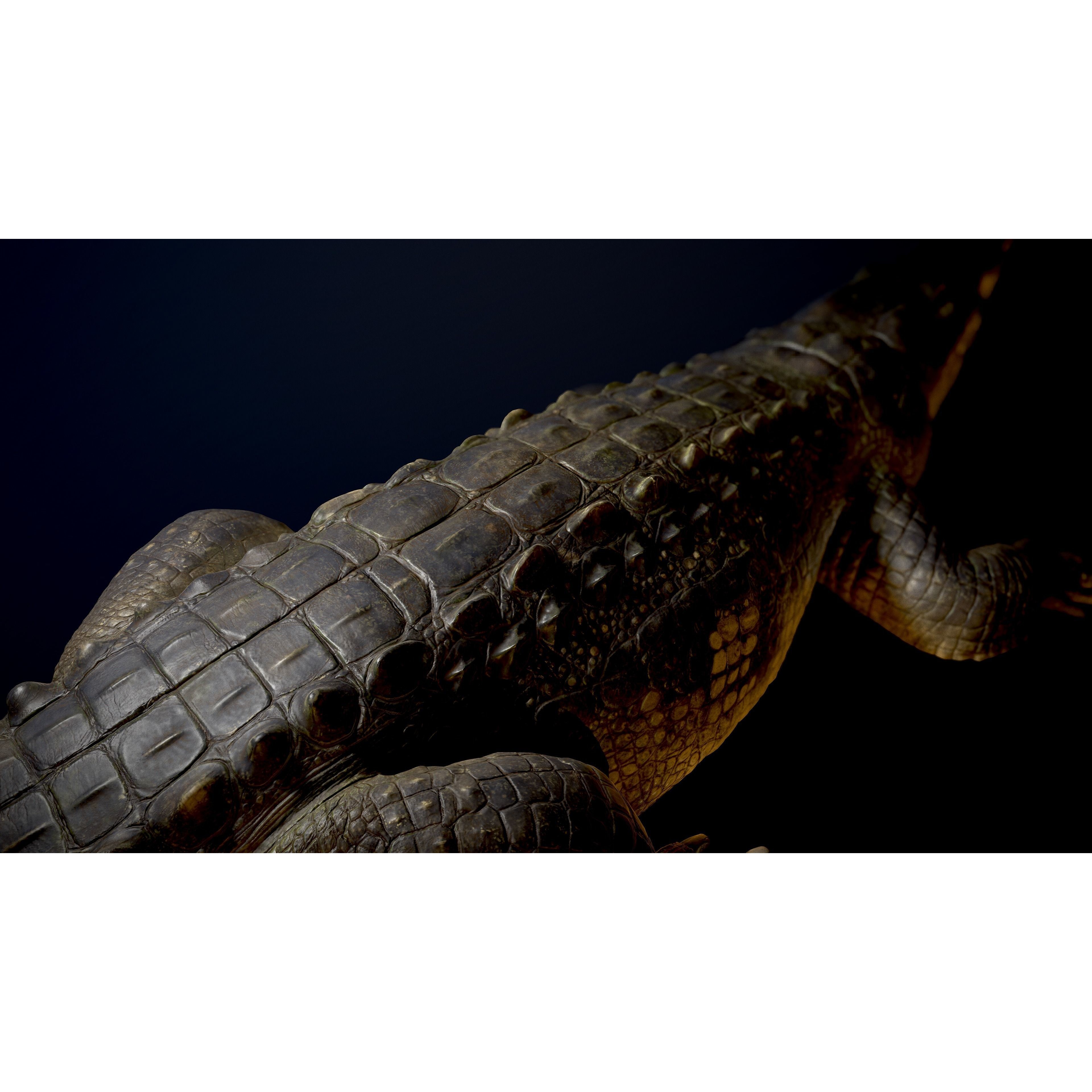 Realistic Crocodile Rig - Game-Ready 3D Model - View 7