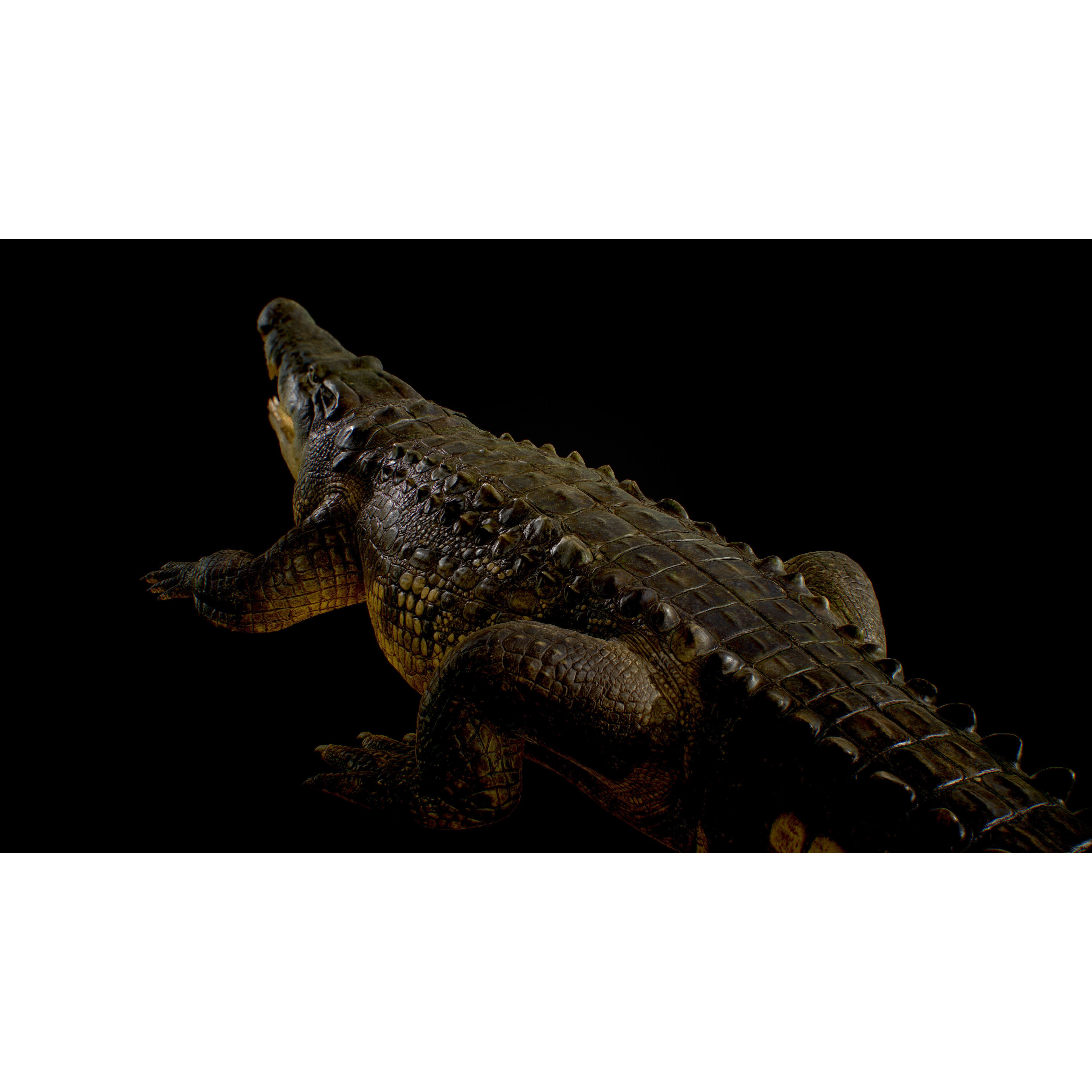 Realistic Crocodile Rig - Game-Ready 3D Model - View 8