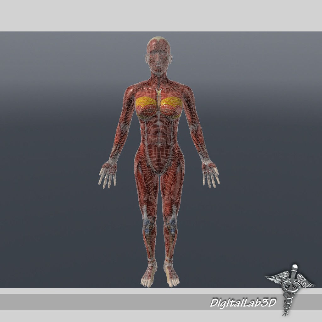 Human Female Muscular System 3D Model – PBR Anatomy Asset, FBX
