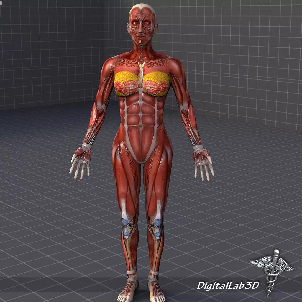 Human Female Muscular System 3D Model – PBR Anatomy Asset, FBX - View 2