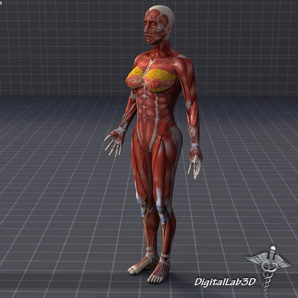 Human Female Muscular System 3D Model – PBR Anatomy Asset, FBX - View 3