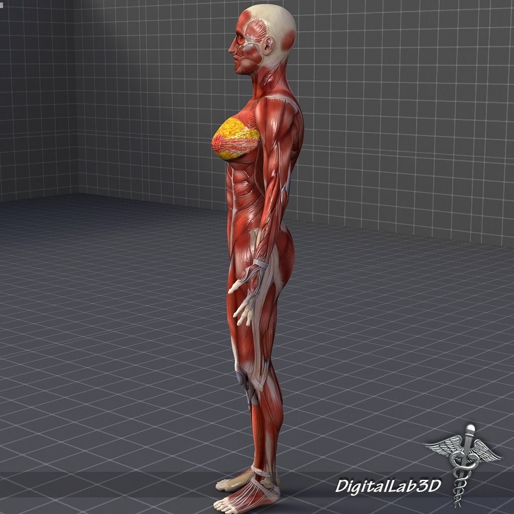 Human Female Muscular System 3D Model – PBR Anatomy Asset, FBX - View 4