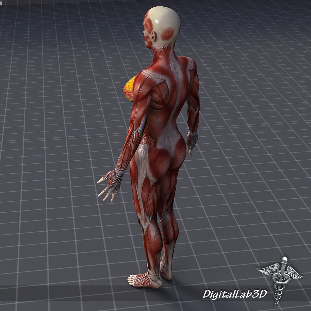 Human Female Muscular System 3D Model – PBR Anatomy Asset, FBX - View 5