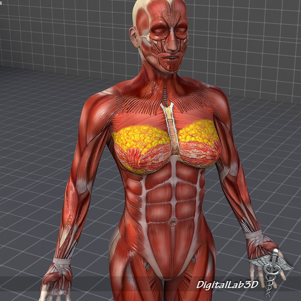 Human Female Muscular System 3D Model – PBR Anatomy Asset, FBX - View 6