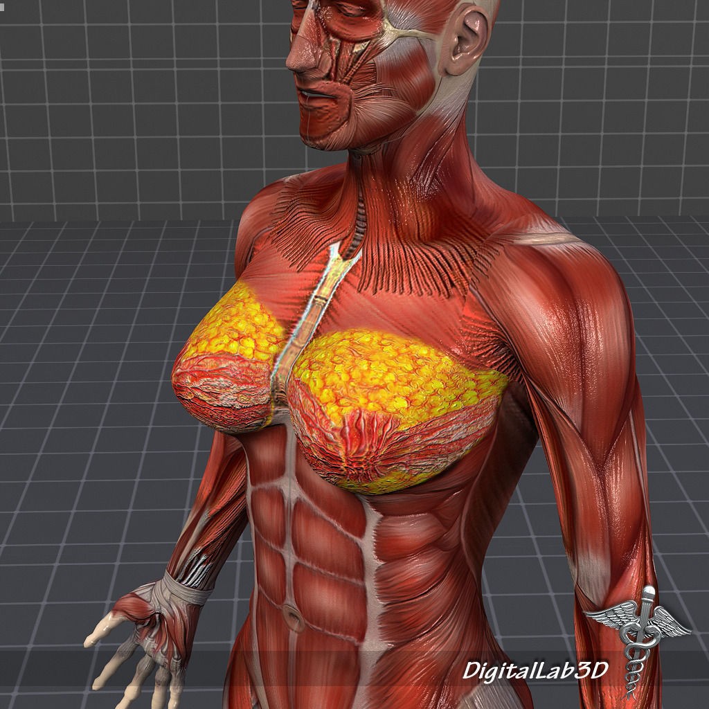 Human Female Muscular System 3D Model – PBR Anatomy Asset, FBX - View 7