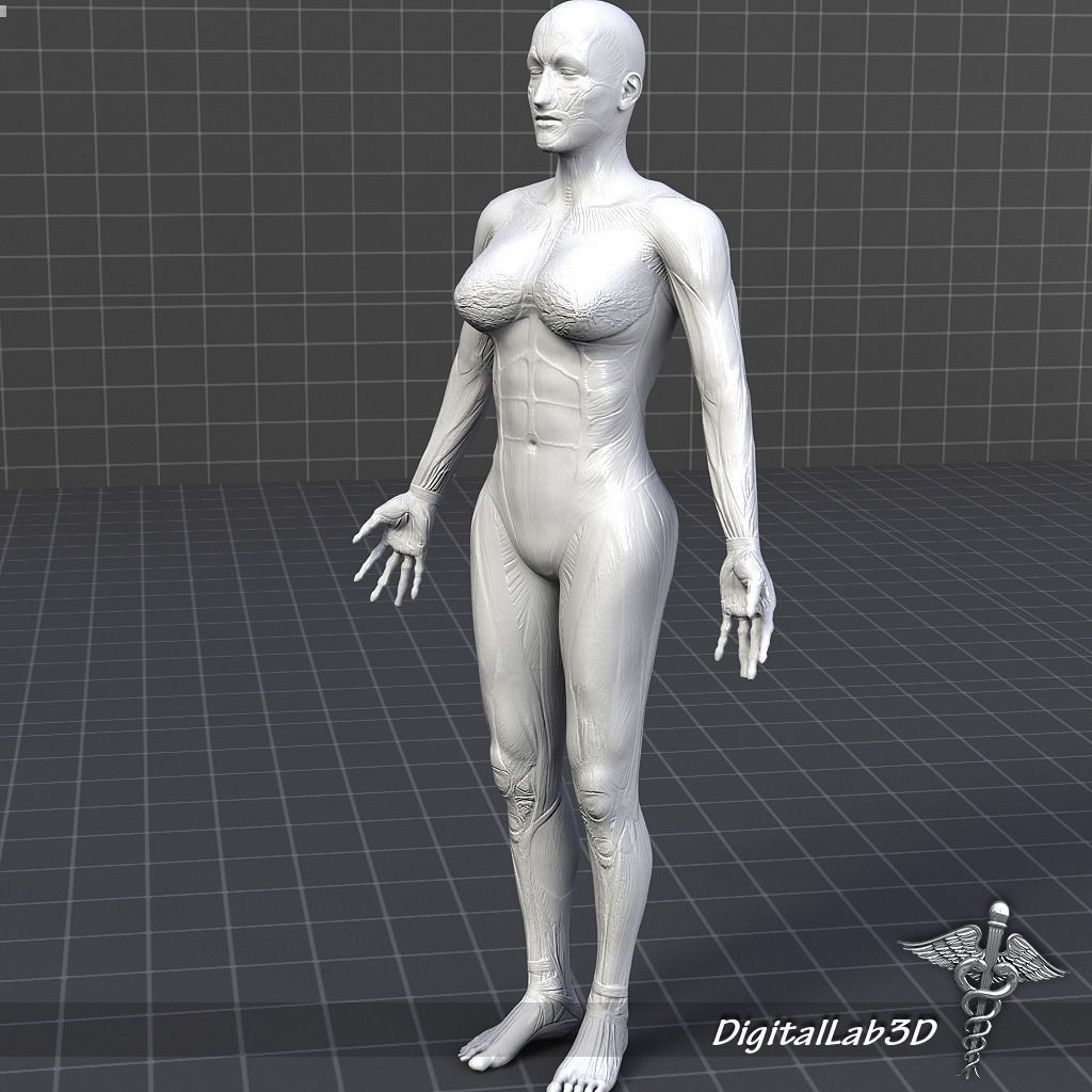Human Female Muscular System 3D Model – PBR Anatomy Asset, FBX - View 8