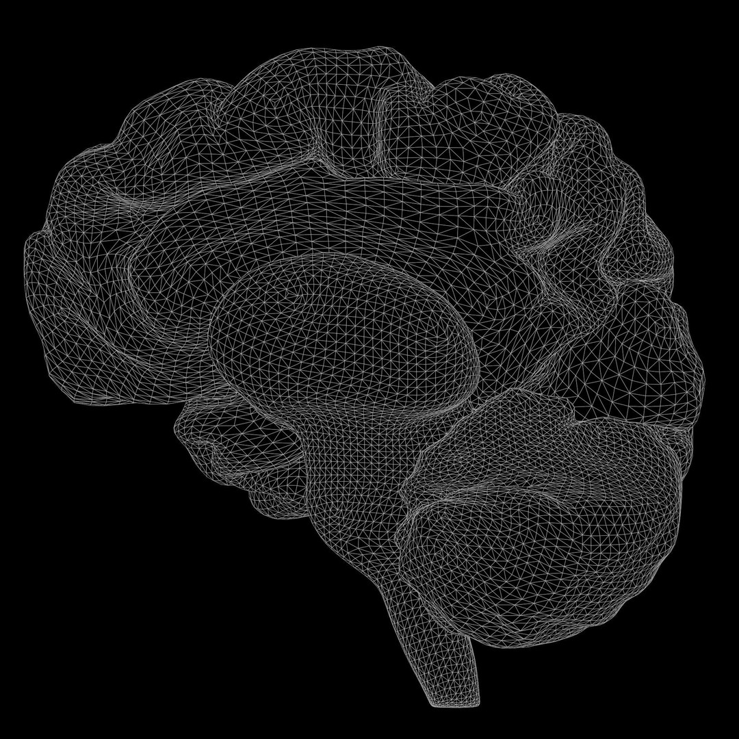 Human Brain 3D Model – High Poly Anatomical Asset, FBX & OBJ