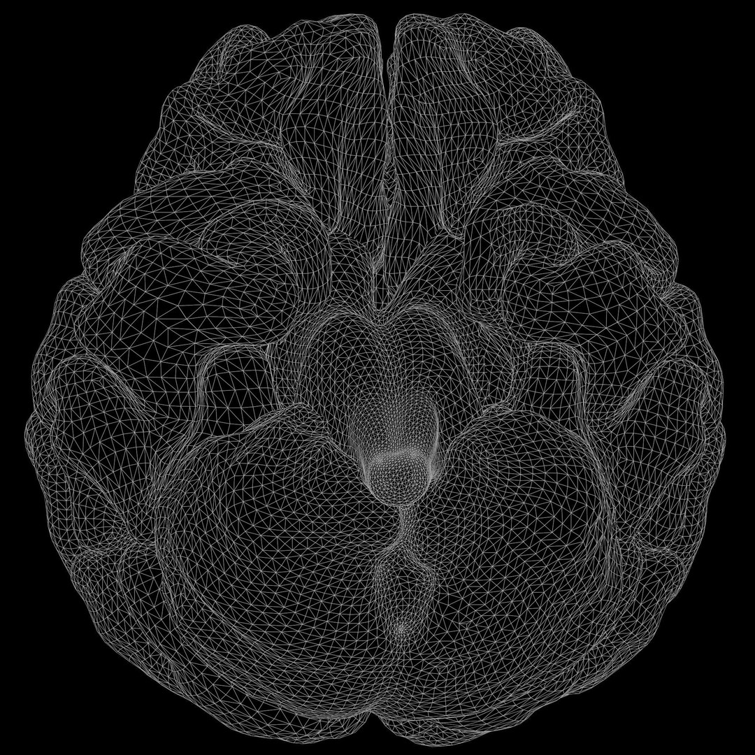 Human Brain 3D Model – High Poly Anatomical Asset, FBX & OBJ - View 10