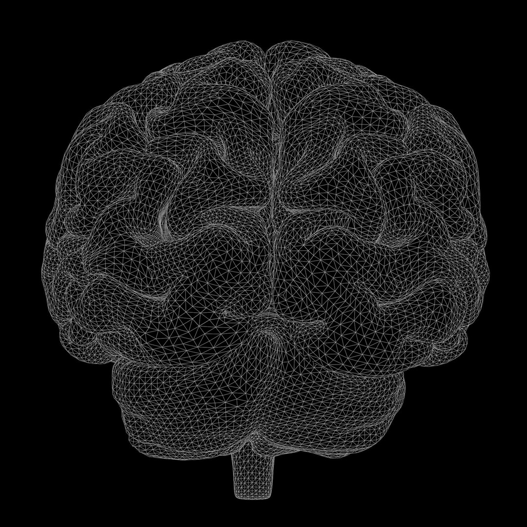 Human Brain 3D Model – High Poly Anatomical Asset, FBX & OBJ - View 11