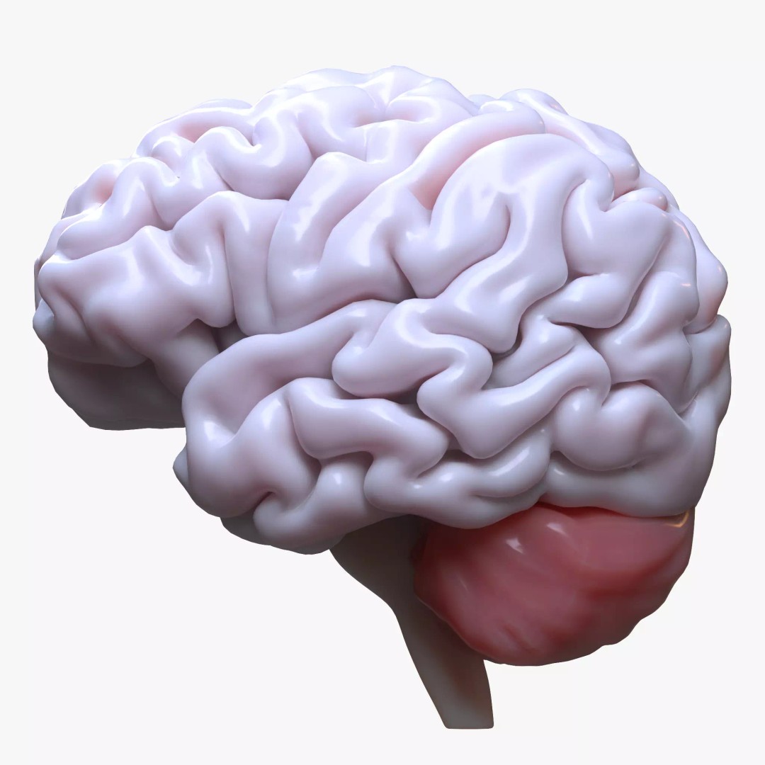 Human Brain 3D Model – High Poly Anatomical Asset, FBX & OBJ - View 2