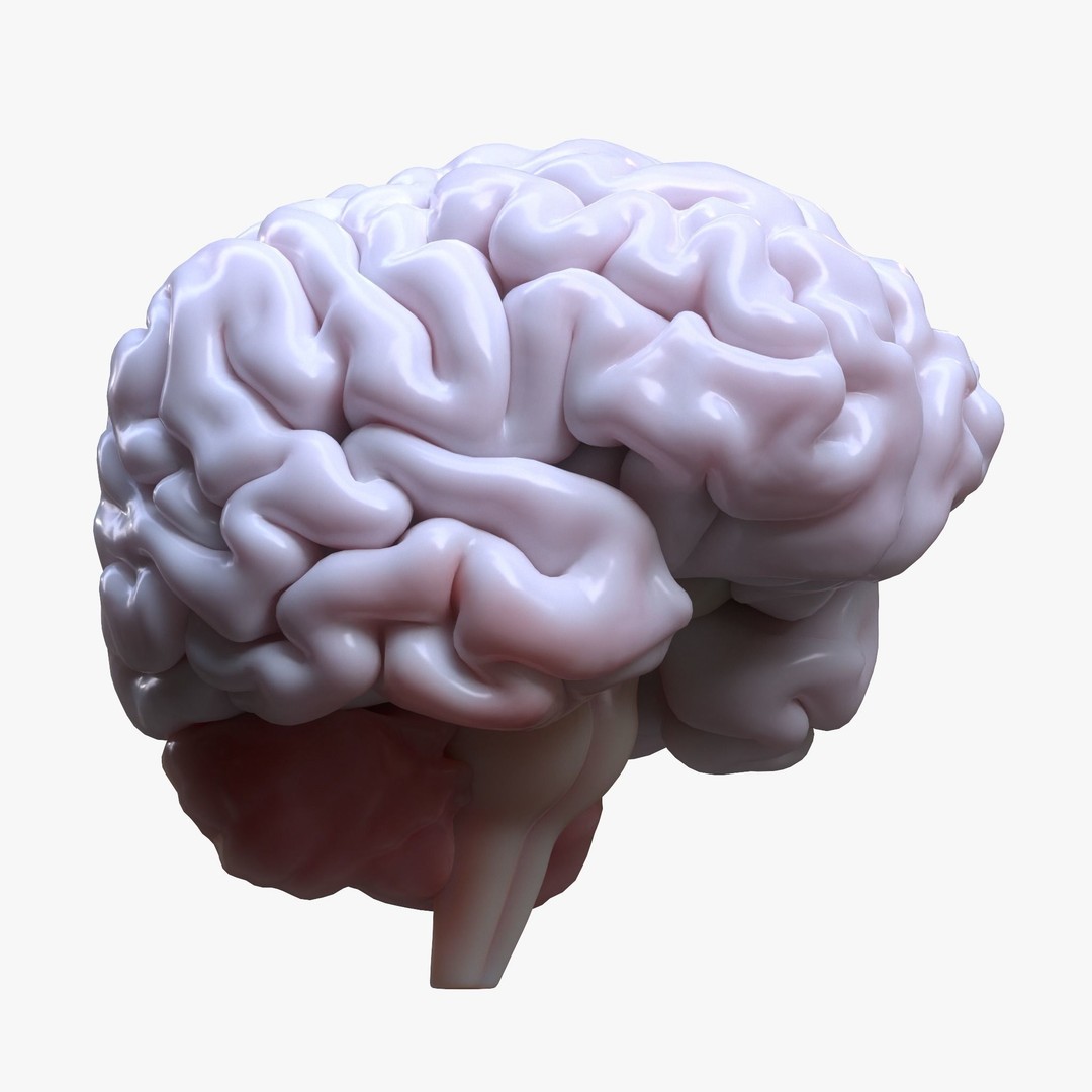 Human Brain 3D Model – High Poly Anatomical Asset, FBX & OBJ - View 3