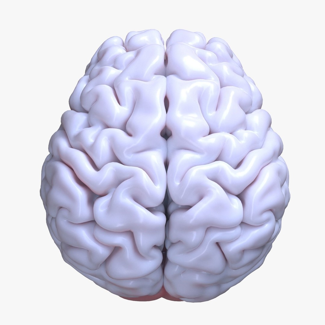 Human Brain 3D Model – High Poly Anatomical Asset, FBX & OBJ - View 4